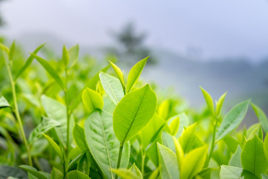 Tie Guan Yin Iron Goddess Oolong Oolong Tea