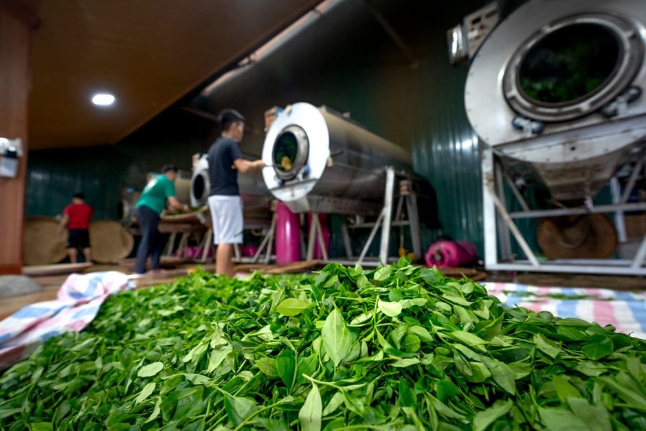 Ali Shan High Mountain Oolong Oolong Tea