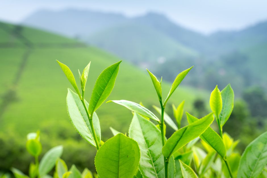 Ali Shan High Mountain Oolong Oolong Tea