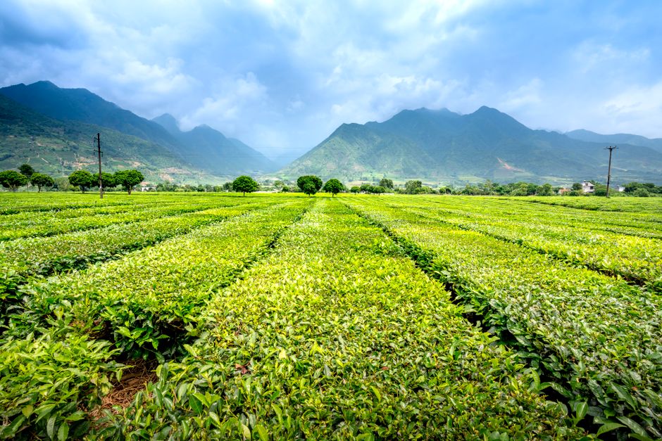 Ali Shan High Mountain Oolong Taiwan Tea