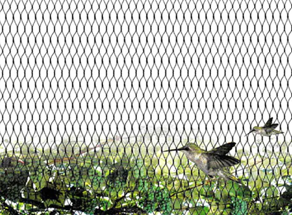 Bird Net