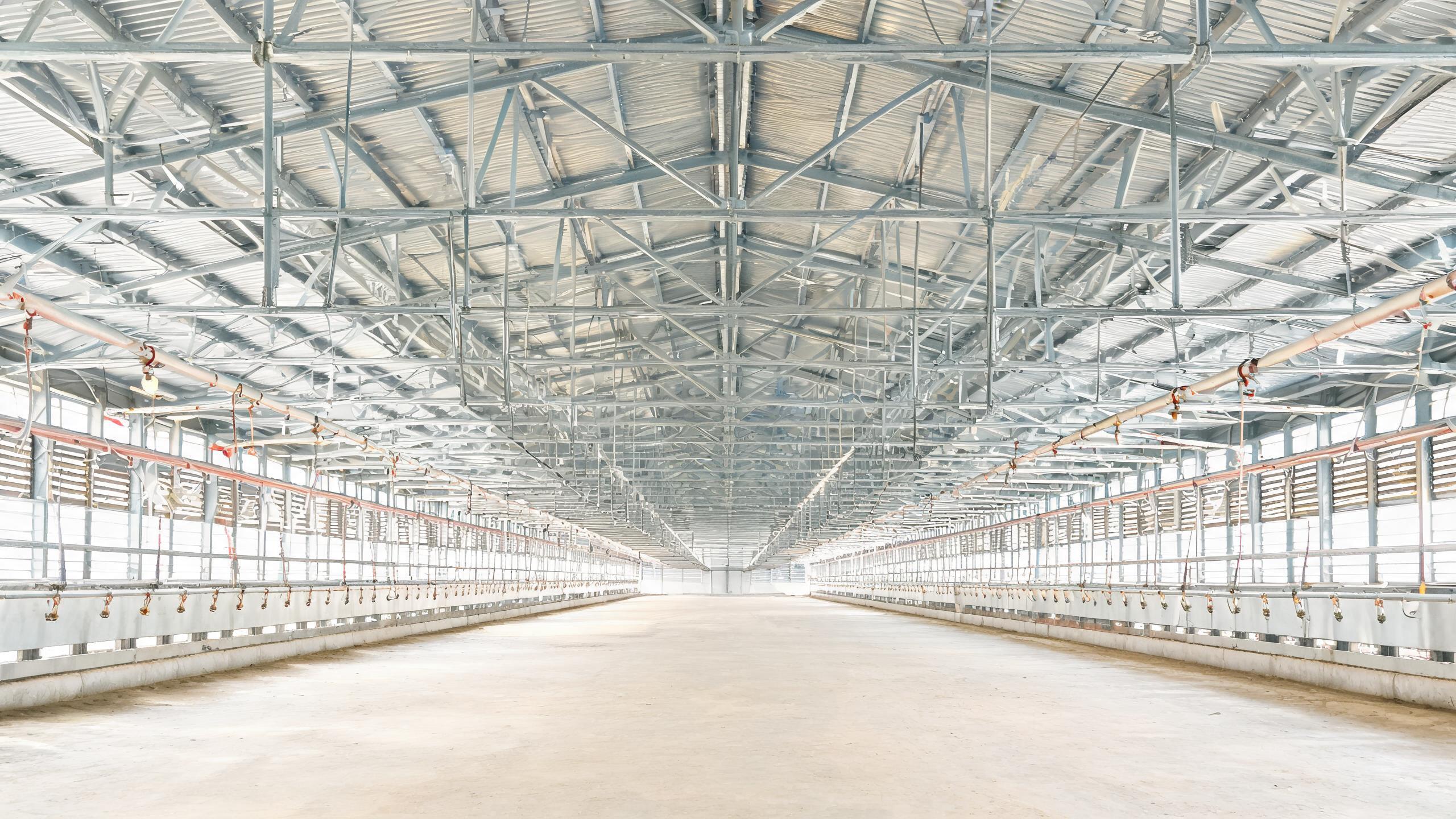 How Much Does a Steel Poultry House Cost Per Bird? Budgeting a Modern Broiler or Layer House for B2B Buyers