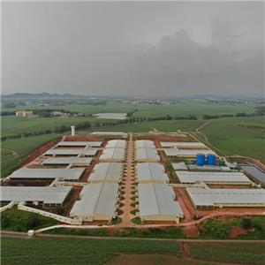 Prefabricated galvanized steel structure pig shed commercial pig farm building supplier