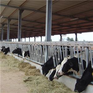 Prefabricated galvanized steel Structure Cow Shed industrial dairy farm steel structure