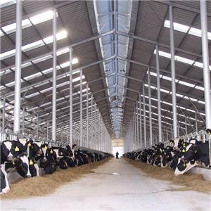 Prefabricated galvanized steel Structure Cow Shed commercial cattle housing supplier